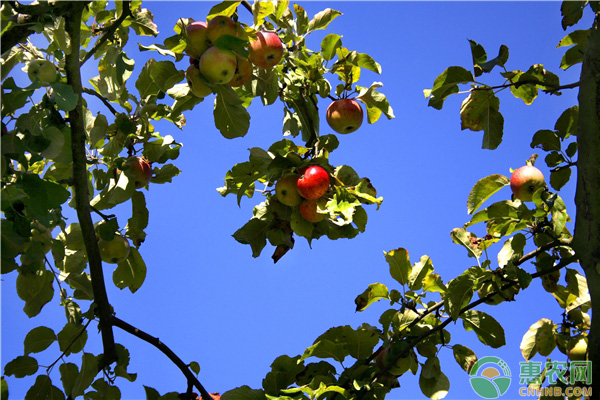 越冬苹果树受冻害防治措施